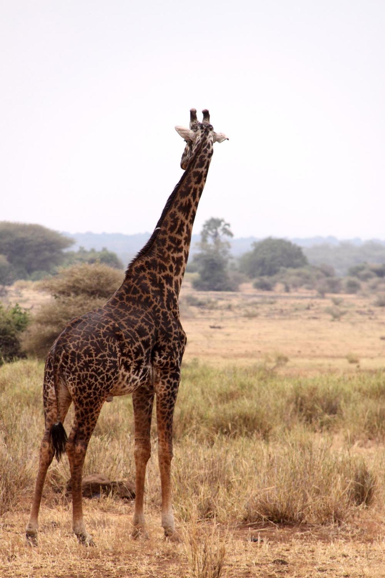 Baker Safari Company Villa Kwangwazi Eksteriør billede